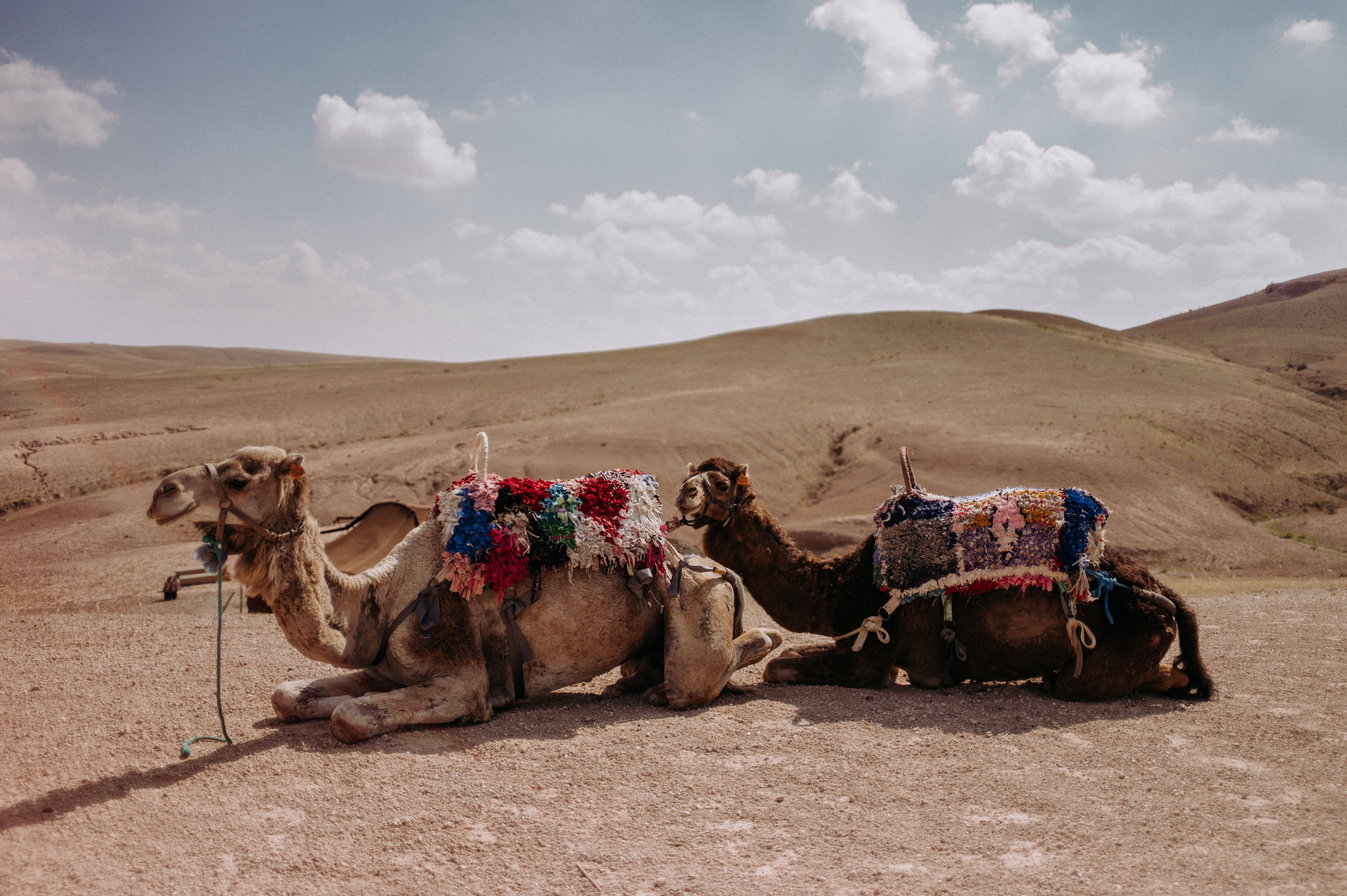 Half Day Sunset Camel Ride with Dinner in Agafay Desert